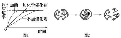 向地|向重力性